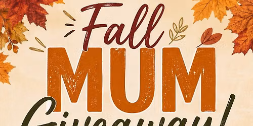 Fall Mum Giveaway\ud83c\udf42\ud83c\udf41