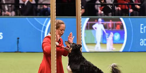 Stage Dog Dancing avec Elke Boxoen - COMPLET
