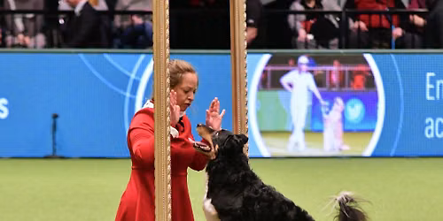 Stage Dog Dancing avec Elke Boxoen - COMPLET