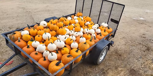 Bulk Pumpkin\/Fall Decor and Produce Auction
