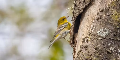 Headwaters 2nd Friday Birding with Cappy Bird