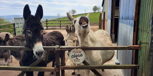 Hooves of Heritage at the Sai Donkey Sanctuary