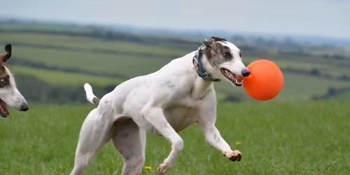 Hector\u2019s Lantern Walk