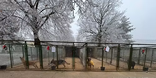 \ud83c\udf84\ud83d\udc3e \u0160T\u011aDR\u00dd DEN V \u00daTULKU \ud83d\udc3e\ud83c\udf84