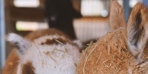 \ud83e\udd99\ud83c\udf38 PASQUETTA IN FATTORIA DA A&ALPACA