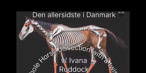 Whole horse dissection 2026