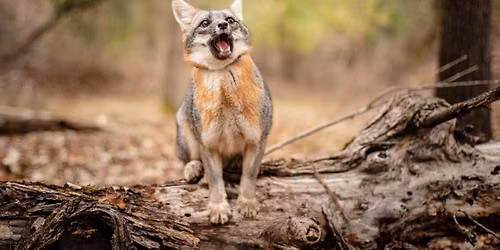 Animal Attitudes: How Animals Express Themselves