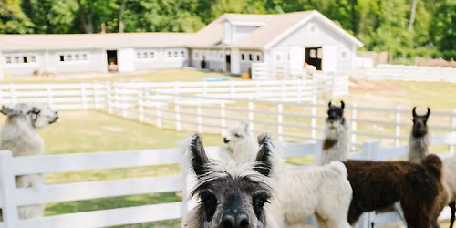 Chair llama Yoga