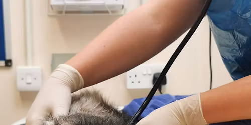 Free Vet and VN CPD - Badgers & Foxes