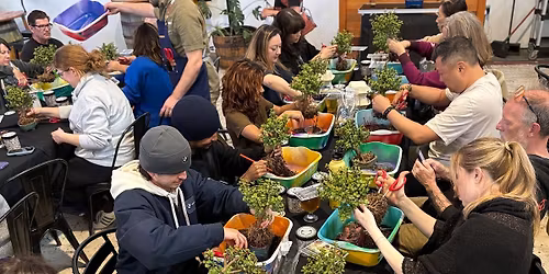 Bonsai Bar Workshop at The Brewhouse Gallery