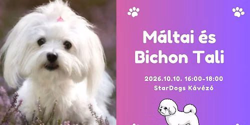 M\u00e1ltai \u00e9s Bichon Tali a StarDogs-ban