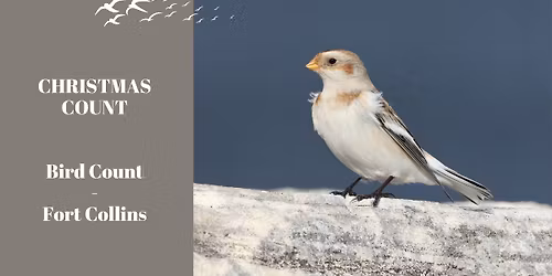 Christmas Bird Count - Fort Collins