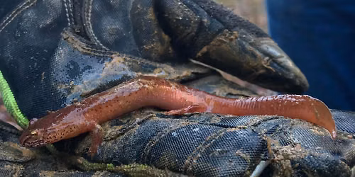 Kid's Corner: Salamander Party!