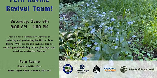 Fern Ravine Habitat Restoration!