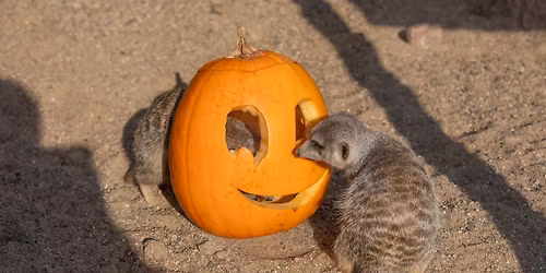 Adult Boo at the Zoo Night