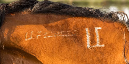 Midwest Mustang Show Series
