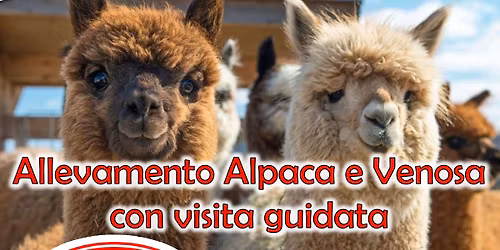 Venosa e allevamento Alpaca 7 Giugno 2026 By BE20