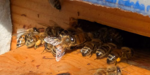 Bee Curious