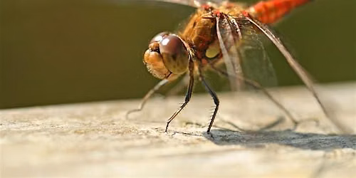 An Introduction to Dragonfly ID and Surveying