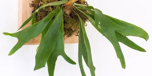 Staghorn Fern Mounting Workshop June 18th 6:30 pm to 8 pm