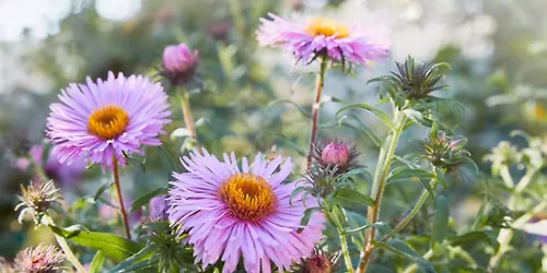 Gardening with Native Plants