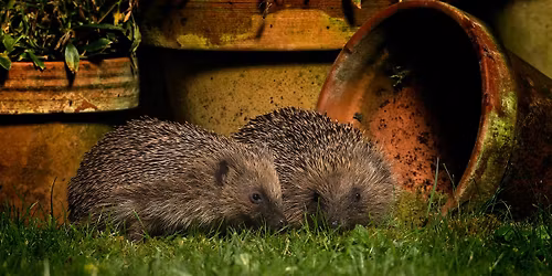 A hedgehog evening