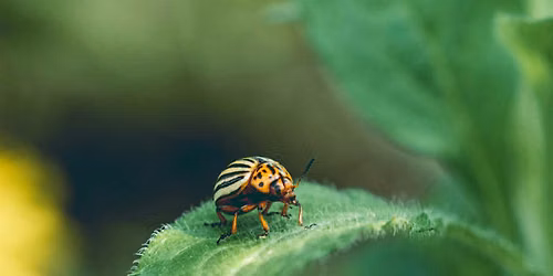 Garden Pests: Identification & Management Strategies