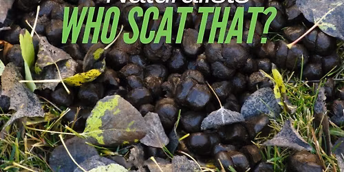 Knee High Naturalists: Who Scat That?