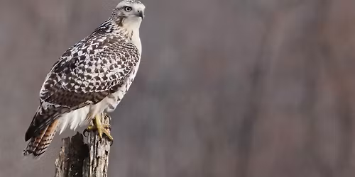 Winter Maritime Wanderers