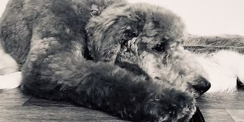 Last opportunity to train at PPGANZ