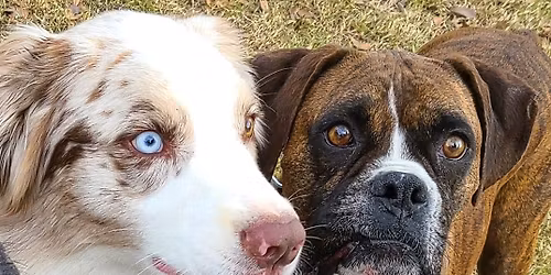 Nelson Park Beginner Obedience Class $200.00