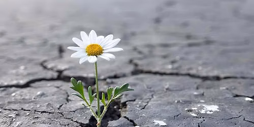Resilience Rising: Building the Roots, Sustaining the Whole 