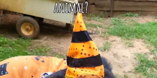  Annual Halloween bash on the farm 