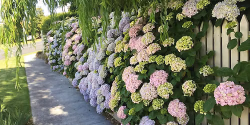 Open Gardens Victoria: Hydrangea House, Colac