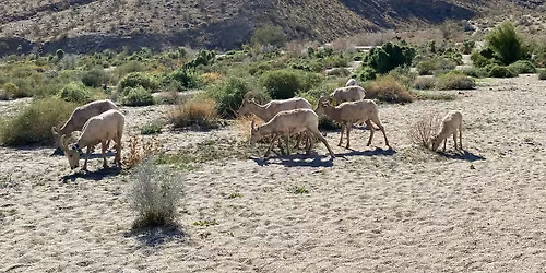 Dead Indian Canyon Hike