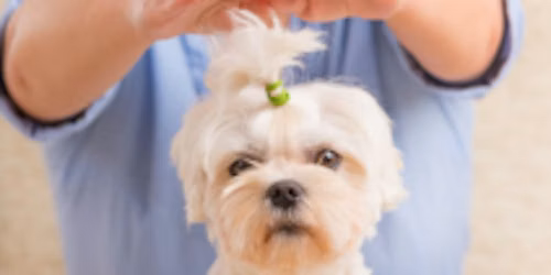 Learn about using Reiki with Animals.