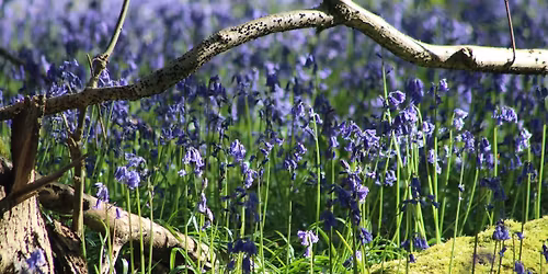 Bluebell Day