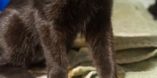 Asheville Humane Society Sketching