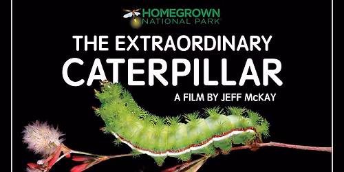 The Extraordinary Caterpillar Movie Night