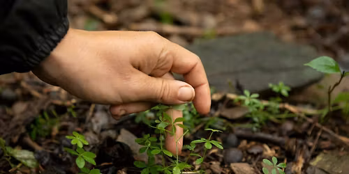 Early Spring Foraging: Intro to Wild Edible & Medicinal Plants