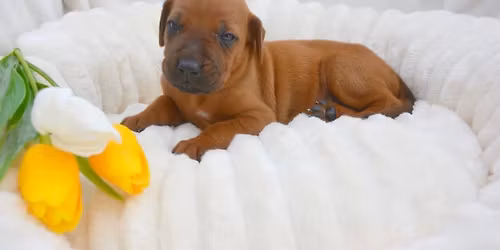 J\u00f3ga se \u0161t\u011b\u0148\u00e1tky RHOD\u00c9SK\u00c9HO RIDGEBACKA | Ned\u011ble 19.4. 15:15-16:15 | YoGaia, Hav\u00ed\u0159ov