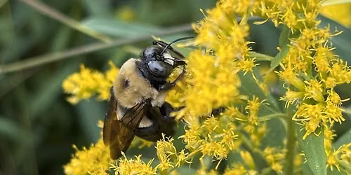 Hike with Jane: Bees and Bumblebees