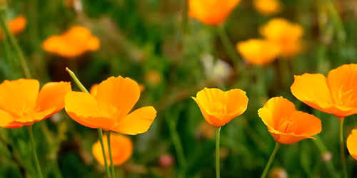 Native Bee Garden Tour: Bernal Cut Garden Walk + Pollinator Bioblitz