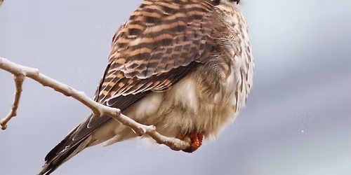 Winter Birding with Red Oaks Birding Club