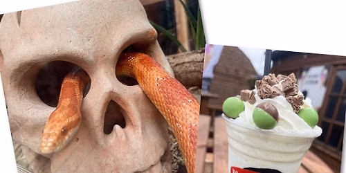 Snakes & Shakes