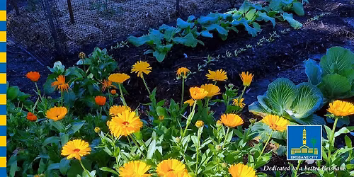 From the Ground Up : Companion Planting