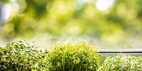 Grow Your Own Microgreens Workshop
