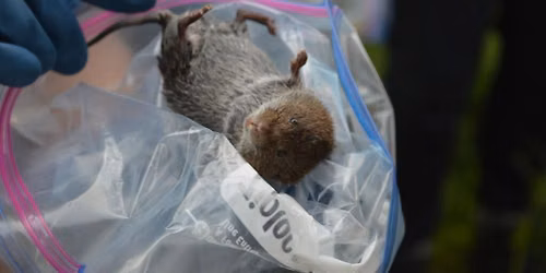 Small Mammal Survey
