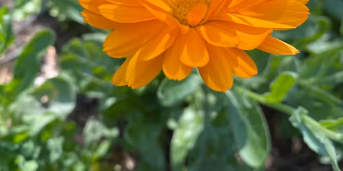 Christmas gardening - mulch & wet a soil