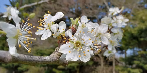 Apple Tree Pruning Workshop